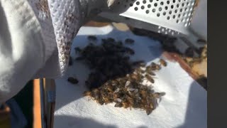 Varroa mite check with CO2 no kill Another inspection