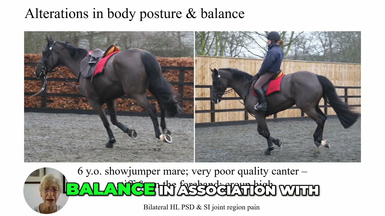 Equine Gait Analysis: Identifying Bilateral Hindlimb Lameness