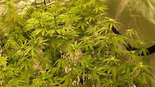 Photontek X 600w Grow Diary - ep7