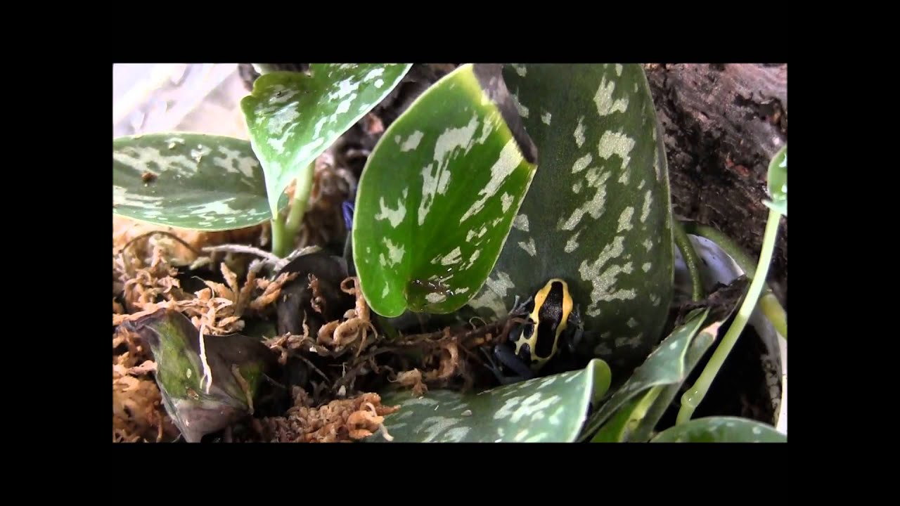 scorpion mortal kombat Patricia Tinc Arrow Frogs