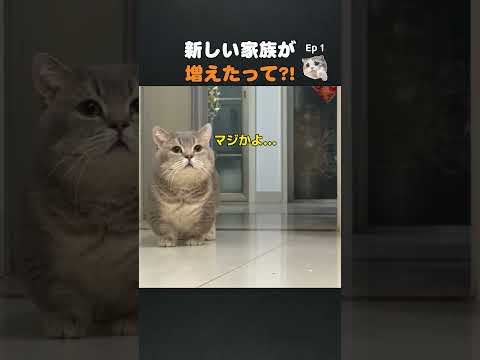 新しい家族が増えたって #猫のいる暮らし #猫動画 #新メンバー #バズ猫 #可愛すぎてツラい