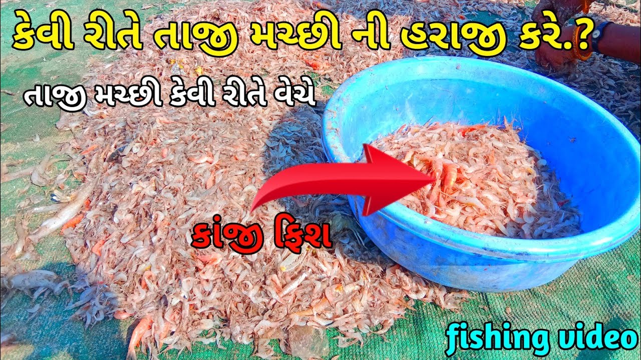 કેવી રીતે તાજી મચ્છી ની હરાજી કરે.? || [🦐] કાંજી ફિશ ||fishing video| # ...