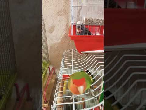 Неразлучник и волнистик!