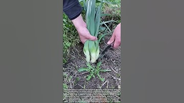 Hand Knife Harvest: Extracting Leek Plants from Soil