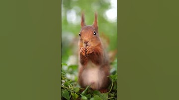 Micro photography captured every detail of squirrel 🐿️ #amazing #animals #nature #squirrel