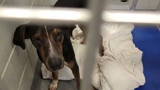 acs A686988
