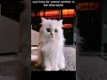 Top 😎 Funny animals videos - Try Not To Laugh 😂😆🤣 - 117 #Shorts