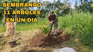 SEMBRANDO 11 ARBOLES EN UN DIA (Nelson Berrú) by PROFECÍAS BIBLICAS 1,139 views 5 months ago 15 minutes