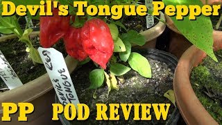 DEVILS TONGUE RED Pepper, Capsicum chinense, POD REVIEW PEPPER