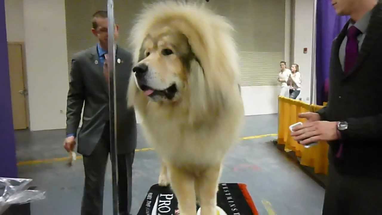 tibetan mastiff dog show