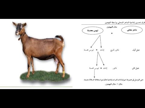 الحصول على سلالة الألبين عن طريق تهجين السلالة المحلية