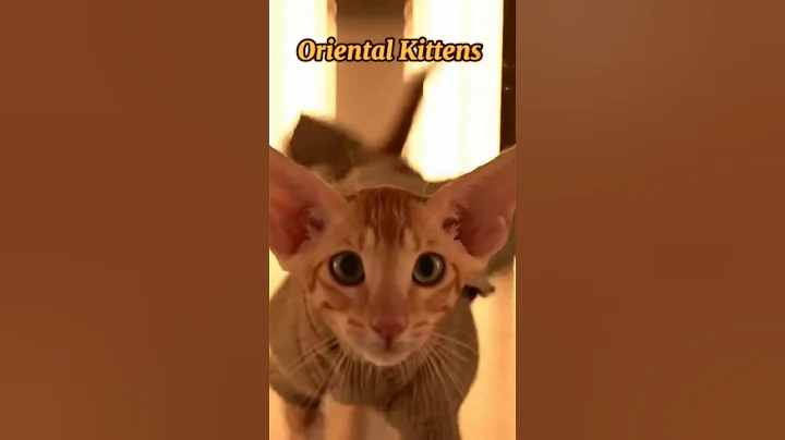 Watch the video about Cute Oriental Kittens 😻