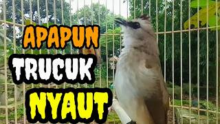 Suara Burung Trucuk Gacor Memanggil Lawan Pancingan Trucuk Betina Memanggil Jantan Agar Bunyi