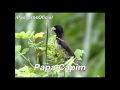 Papa Capim - Canto Viviti (TREINAMENTO FILHOTE)