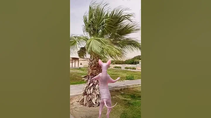 Watch the video about #cat #lol #crazy #funny #catlover #comedy #kitten #cute #sphynx