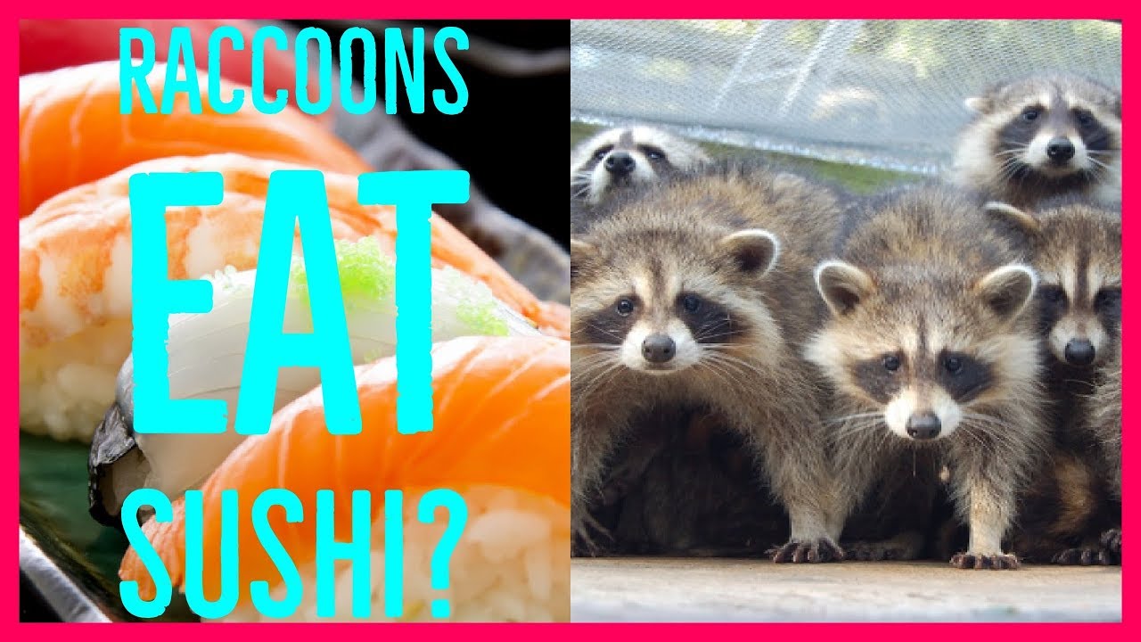 camera iphone 8 plus apk Raccoons Eat Sushi?