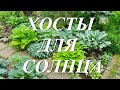 Хосты для солнечных мест или какие хосты не боятся солнца