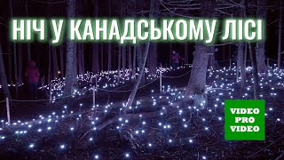 Космічне шоу в нічному лісі!