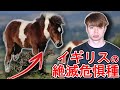可愛すぎるのに…イギリスの絶滅危惧種「ダートムーアポニー」の歴史が泣ける件
