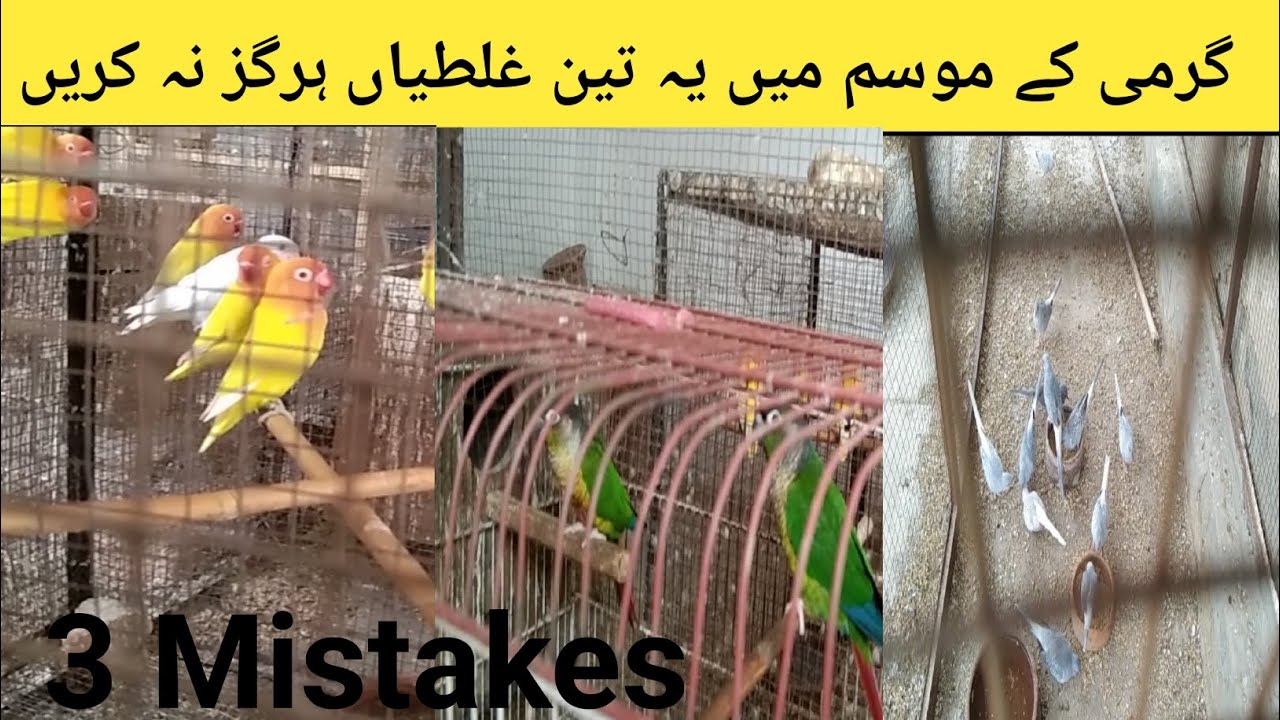 All birds summer care 3 tips | Never do these mistakes in summer season