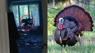 Wild Turkey Breaks Into and Out of Home
