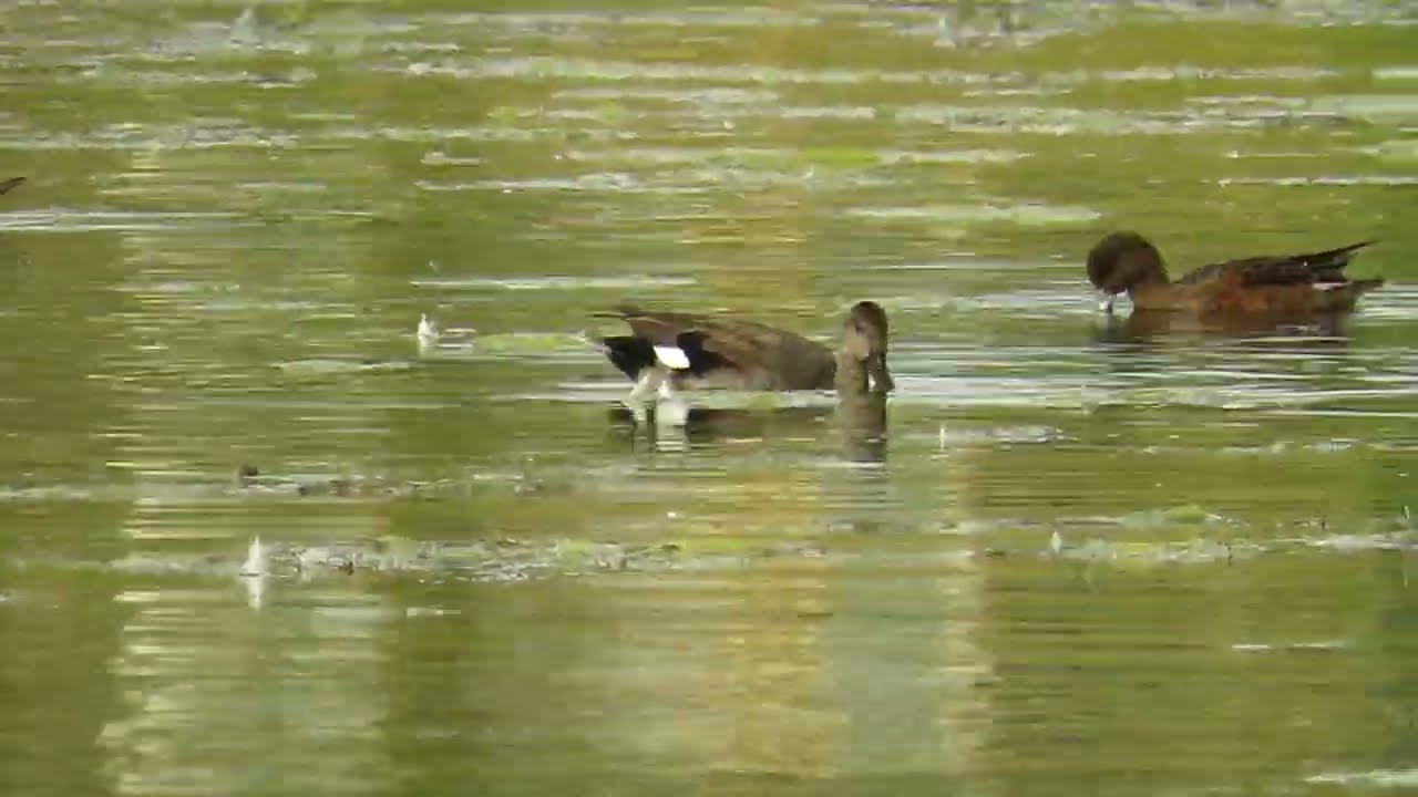 Relations between Gadwalls and Eurasian Wigeons
