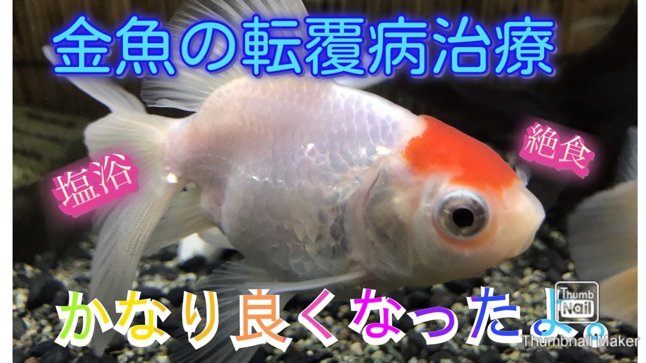 金魚が転覆病になって1週間 塩浴と絶食の効果は クロレラも試してみる Youtube