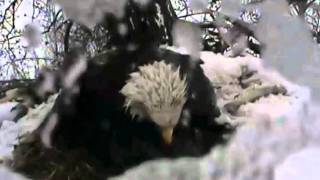 After the Snow Fell - Decorah Eagle Cam 2011