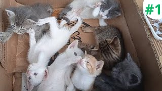 Adorable  kittens, they are Happy with mother cat by cute 516 views 10 months ago 2 minutes, 6 seconds