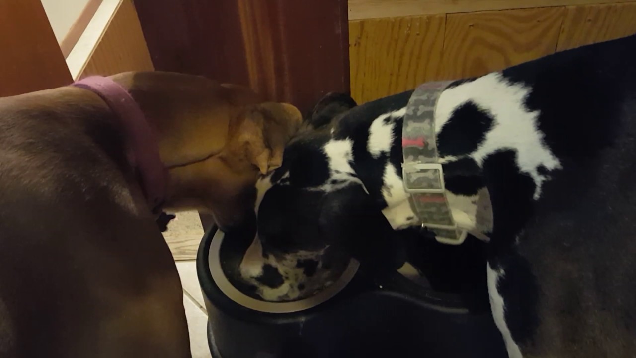 Great Danes share water bowl YouTube