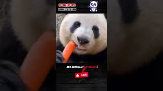 Surprising Panda Fact: They're Not Actually Bears!