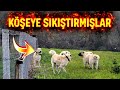 İLK GÜNDEN FİRAR EDEN YENİ KÖPEK DİĞERLERİNİN GAZABINA UĞRAMIŞ ! - DUMAN NASIL KAÇTI ?! 