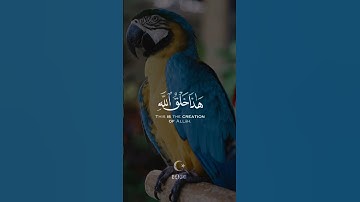 سورة لقمان #سعد_أزويت #تلاوة_خاشعة