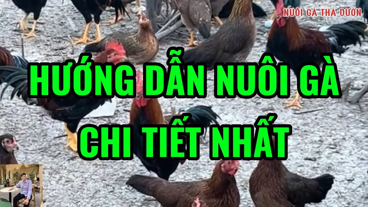 Hướng Dẫn Kỹ Thuật Nuôi Gà Quy Mô Từ Nhỏ Đến Lớn Chi Tiết Nhất Ai Cũng Tự Làm Được 