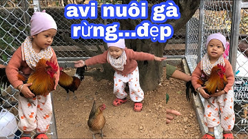 Avi nuôi gà rừng cảnh và sinh sản cực đẹp. của kênh youtube thú vui trời đày.
