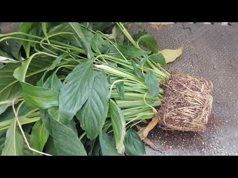 Vídeo: Com Trasplantar Spathiphyllum