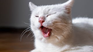 Funniest Cat Videos of 2022