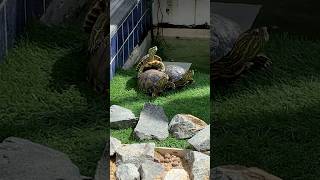 Uma verdadeira pilha de tartarugas! #aquarium #pets