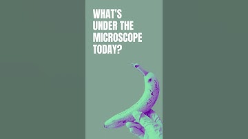 Microbes Inside A Banana #educationalshortsvideo #biologyeducation