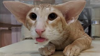 Lovely Oriental Shorthair Cat Compilation