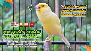 Download lagu Kenari GACOR NGEREK‼️ Masteran Kenari PAUD dan Pancingan Kenari MACET BUNYI dan Betina NGIWIR - 126