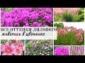 Как спланировать цветник непрерывного цветения из многолетников - Миксбордер в лиловых тонах