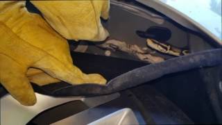 Python found under family's car hood in Florida