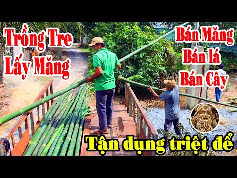 Video Mua cây tre mạnh tông - Mua cây tre điền trúc - Mua... - youtube