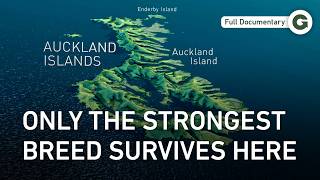 The Auckland Islands: Nature’s Unforgiving Sanctuary | Full New Zealand Documentary
