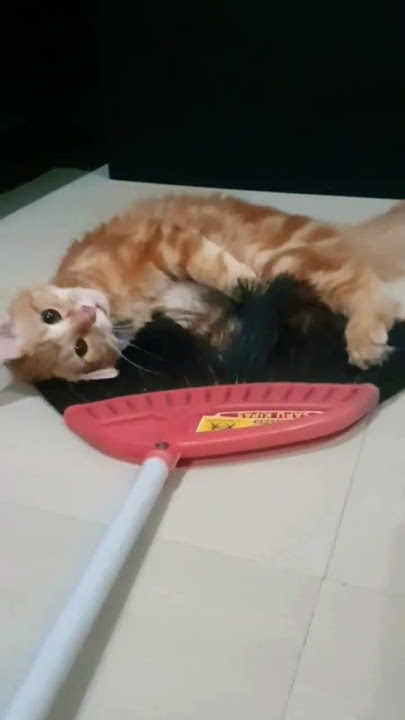 TIDAK PUNYA TEMAN, SAPU PUN JADI MAINAN HICKORY #kucing #cat #kucinglucu #catlovers #catshorts #fyp