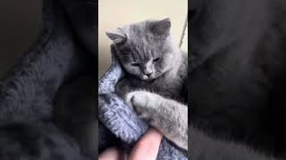 Blue British Shorthair is nearly 6 months old & suddenly getting a lot bigger!