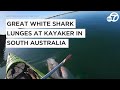 Great white shark lunges at kayaker in south australia