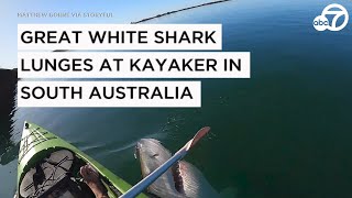 Great white shark lunges at kayaker in South Australia