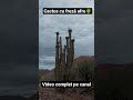 Cactus cu freză afro în Bolivia 😂 🌵#shorts #travel #funny #cactus #bolivia #nature #wildwest